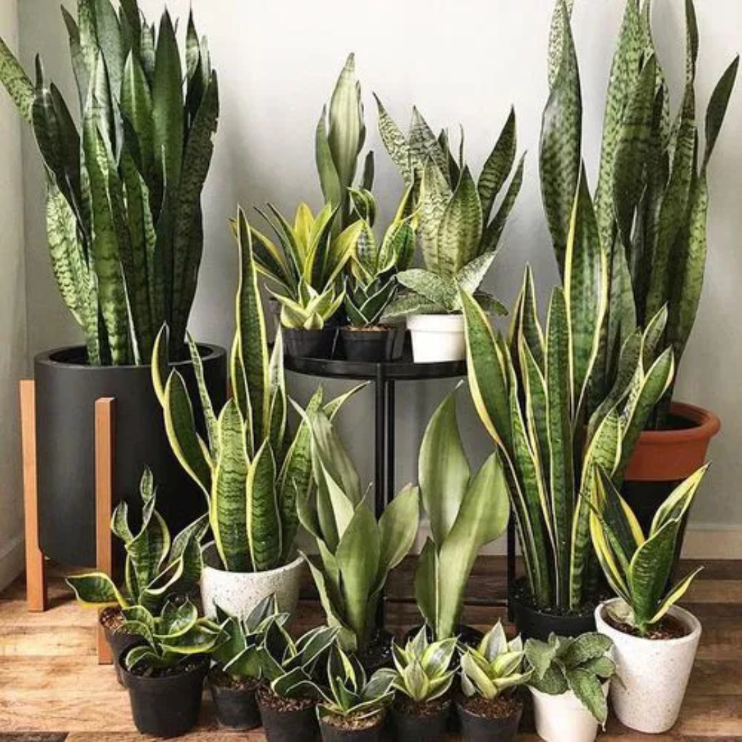 Snake Plant - Image 3