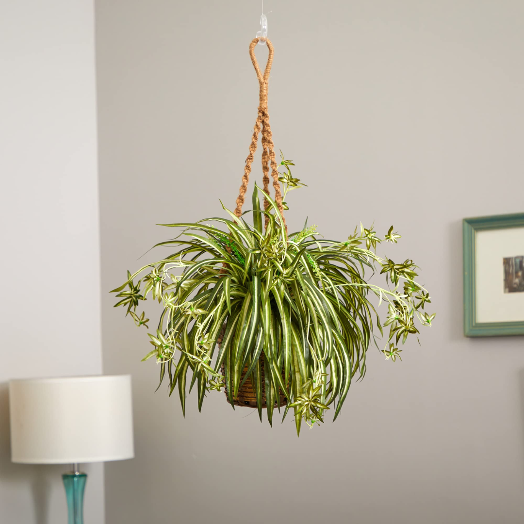 Spider Plant (1)
