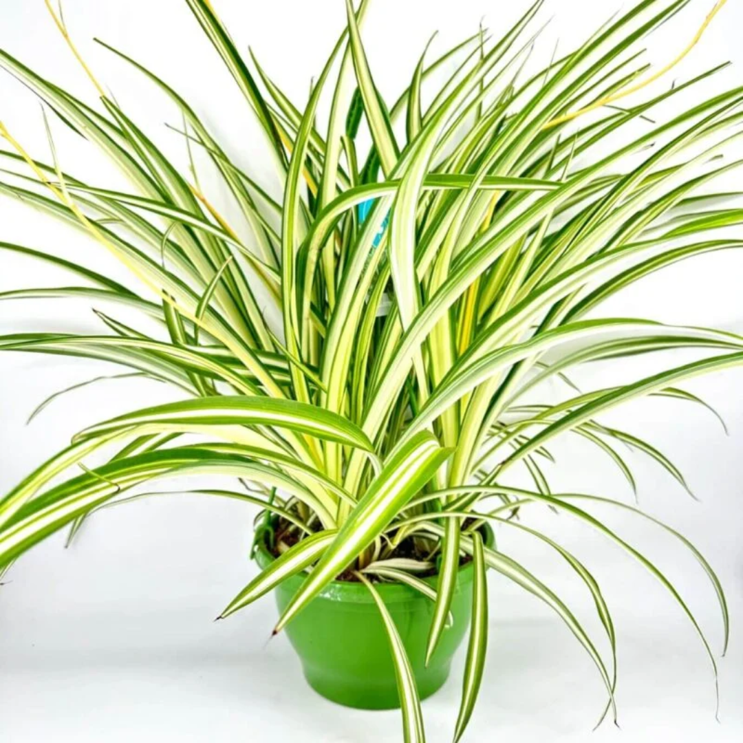 Variegated Spider Plant | Chlorophytum - Image 3