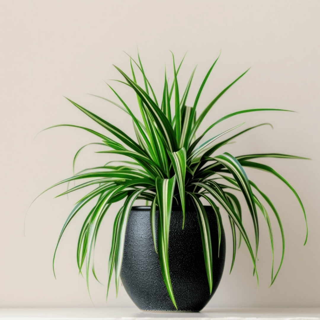 Spider Plant