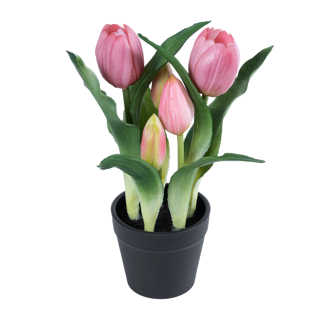 Tulip