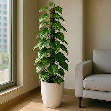 Money Plant