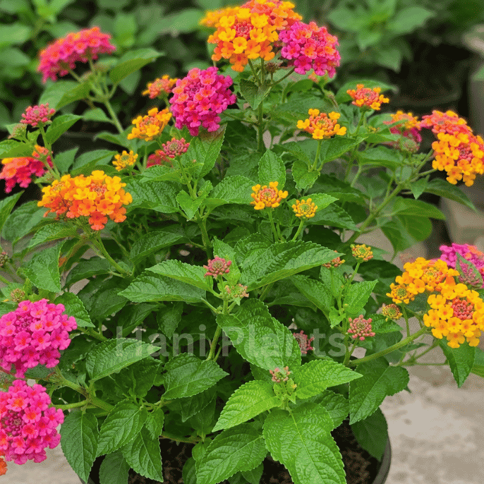 Lantana Plant with Colorful Flowers in Nursery Pot