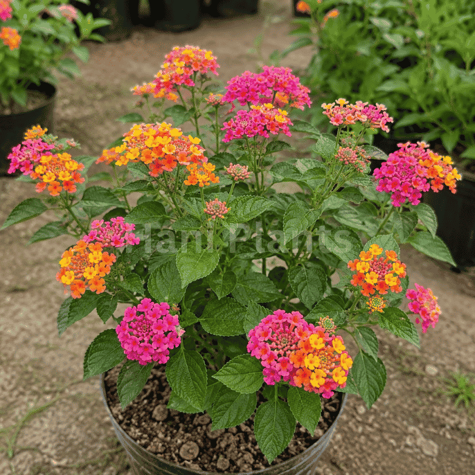 Lantana Red plant buy online