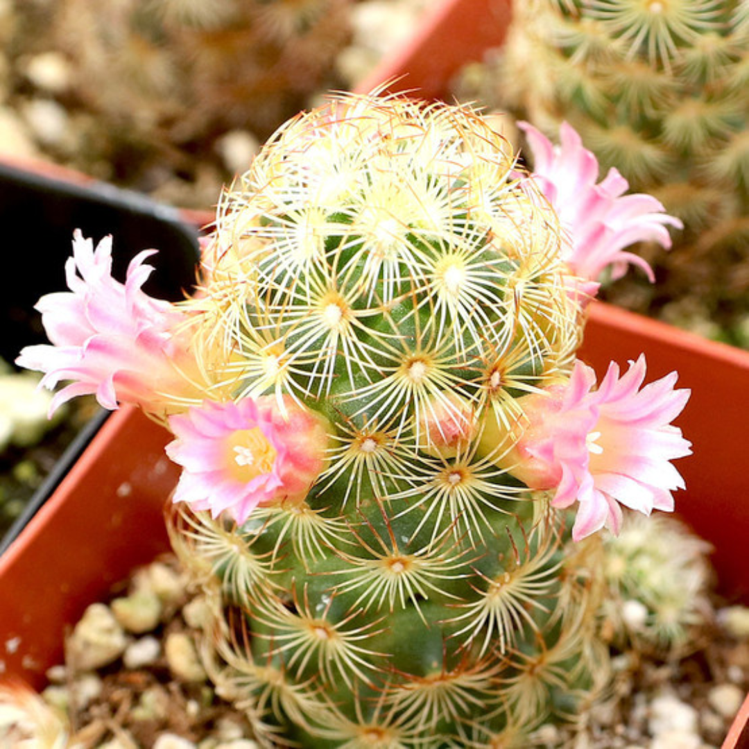 mammillaria elongata (1)