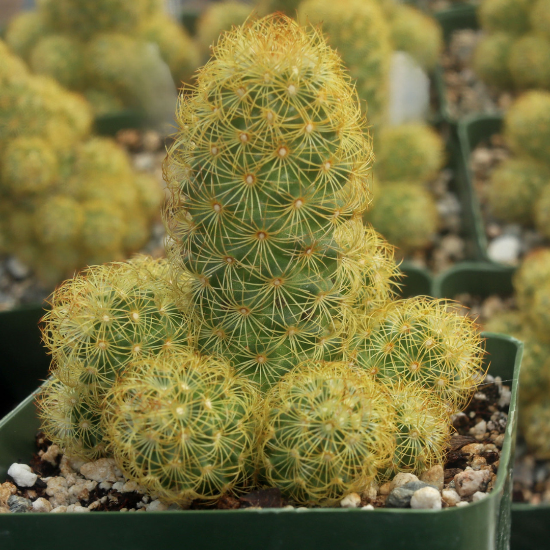 mammillaria elongata