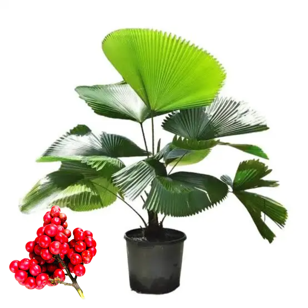 vanuatu fan palm seeds