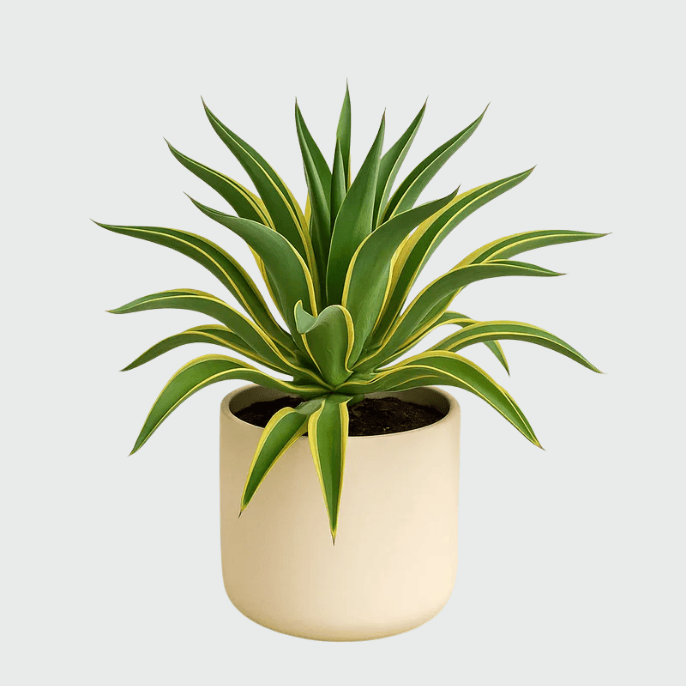 Agave plant with thick, pointed leaves arranged in a rosette shape.