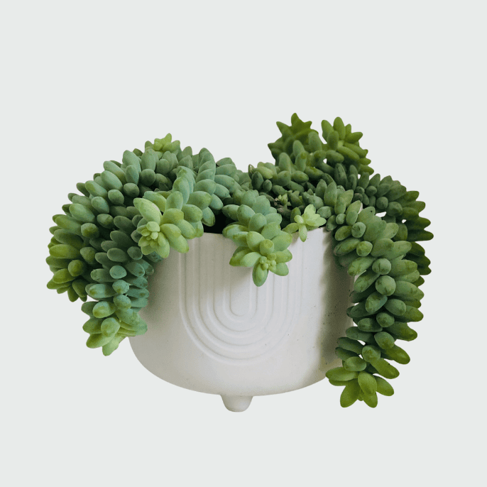 Burro’s Tail succulent with trailing green leaves in a decorative pot.
