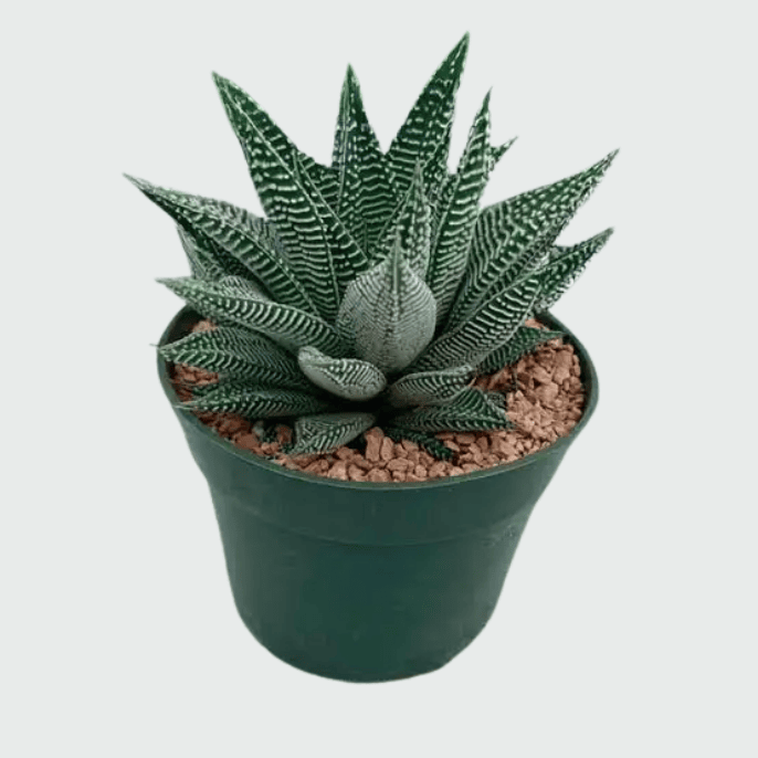 Haworthia Succulent Plant - Image 2