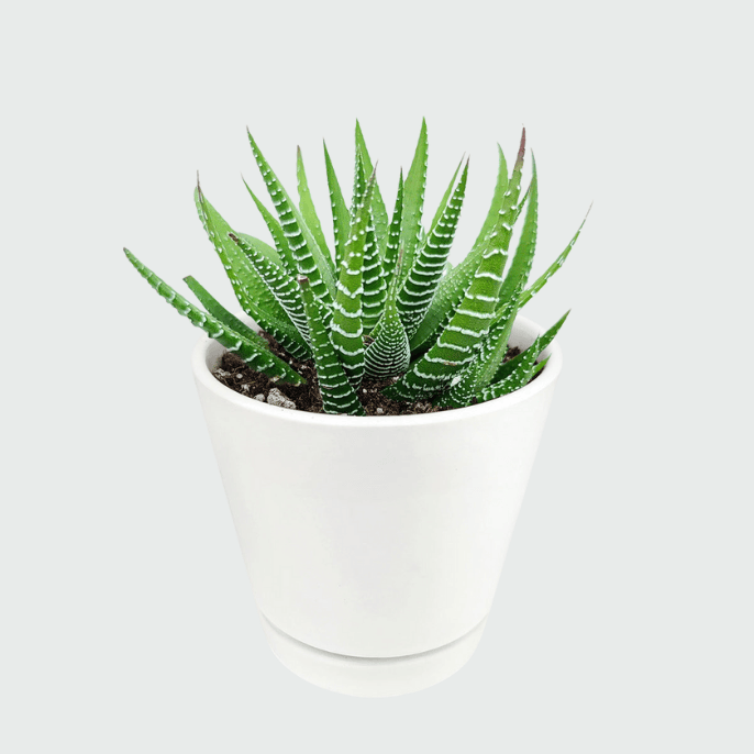 Healthy Haworthia succulent plant with thick, pointed green leaves arranged in a rosette pattern.