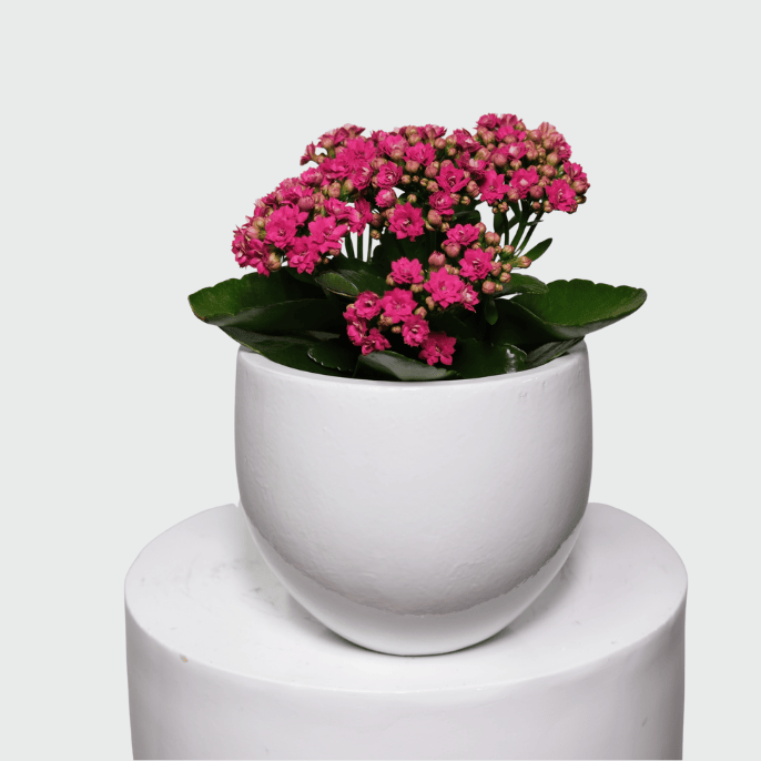 Kalanchoe sexangularis succulent plant with vibrant red-green leaves.