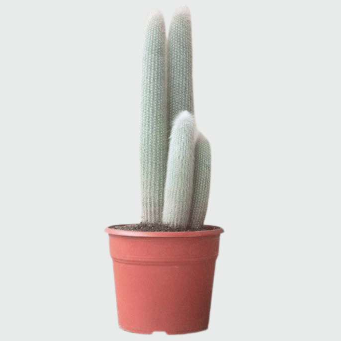 Old Man Cactus (Cephalocereus senilis) with long white hair-like spines in a decorative pot.