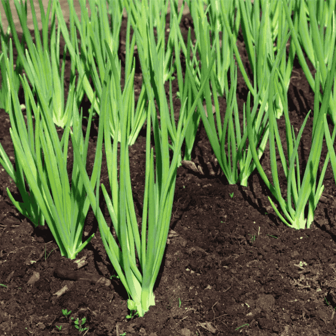Fresh spring onions ready to buy for home gardening or cooking.