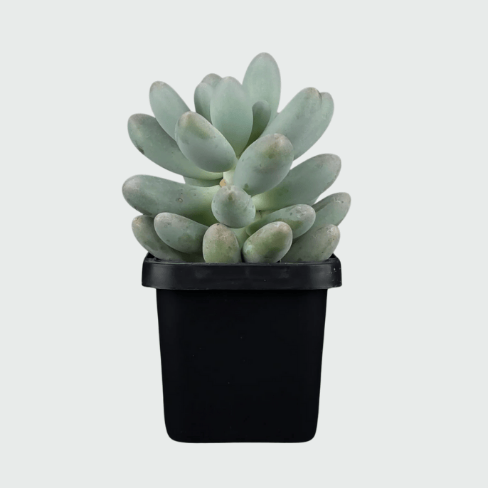 Pachyphytum succulent with plump pastel leaves growing in a small pot.