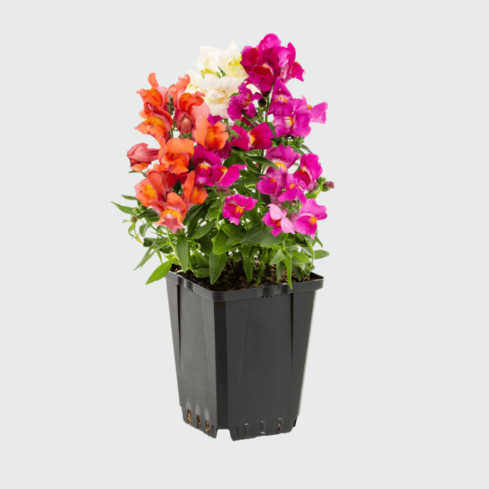 Bright pink Snapdragons in full bloom in a sunny garden.