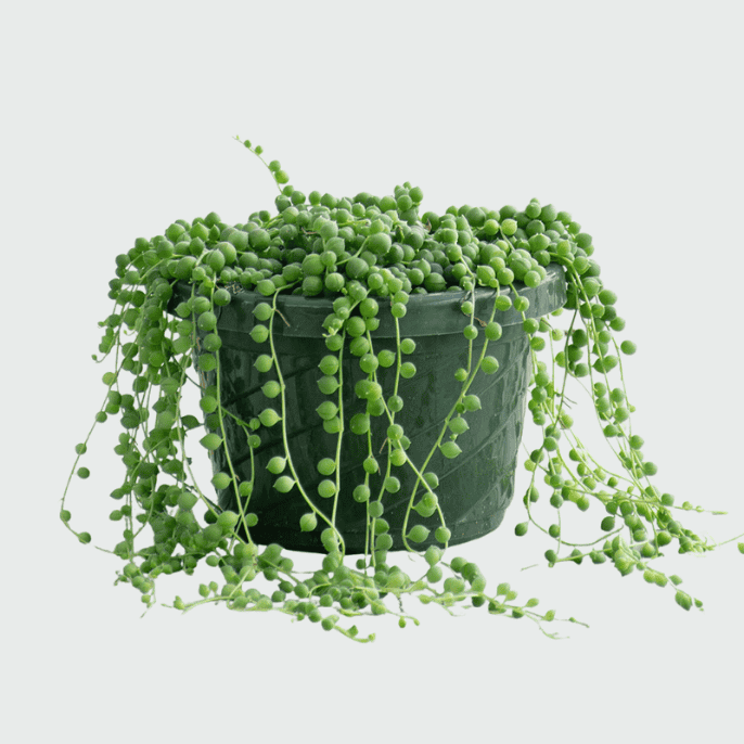 A String of Pearls succulent with trailing, round bead-like leaves cascading from a small white ceramic pot, placed on a bright surface with natural lighting.