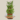 buy Lucky Bamboo (لکی بانس)