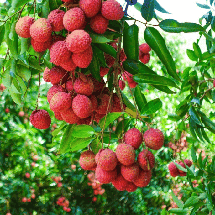 Litchi fruit tree (Lychee) - Image 2
