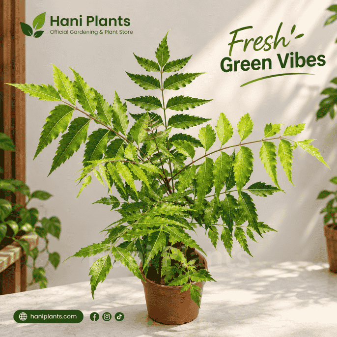 Buy Neem Tree Online in Pakistan