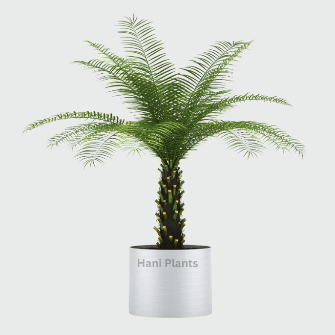 Phoenix Palm – Buy Online in Pakistan | Ornamental Garden Palm