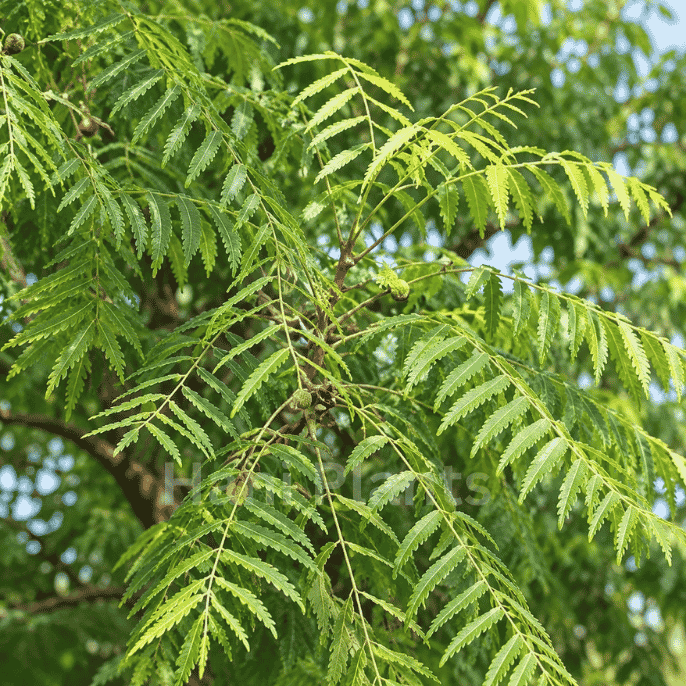 Neem Tree Leaves – Natural Medicinal Plant