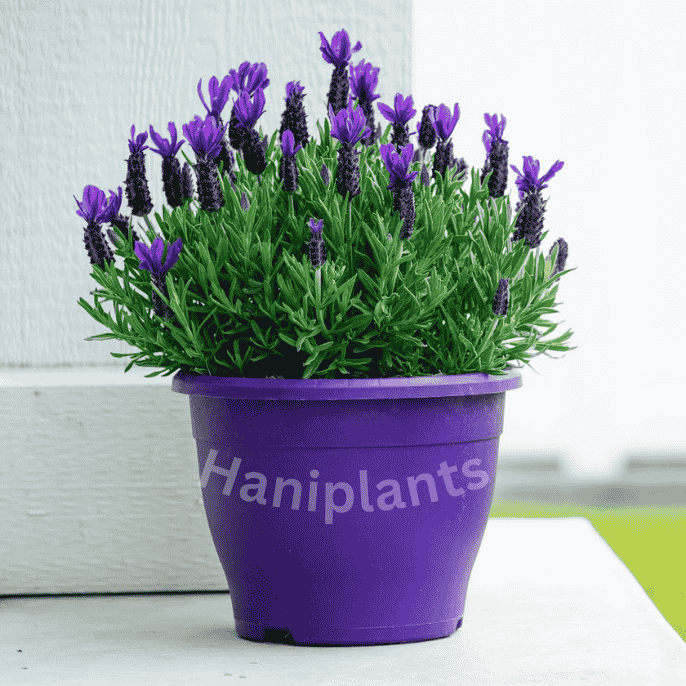Healthy lavender plant flowering in Pakistan with beautiful purple blooms growing in a pot, ideal for home gardens and outdoor spaces.