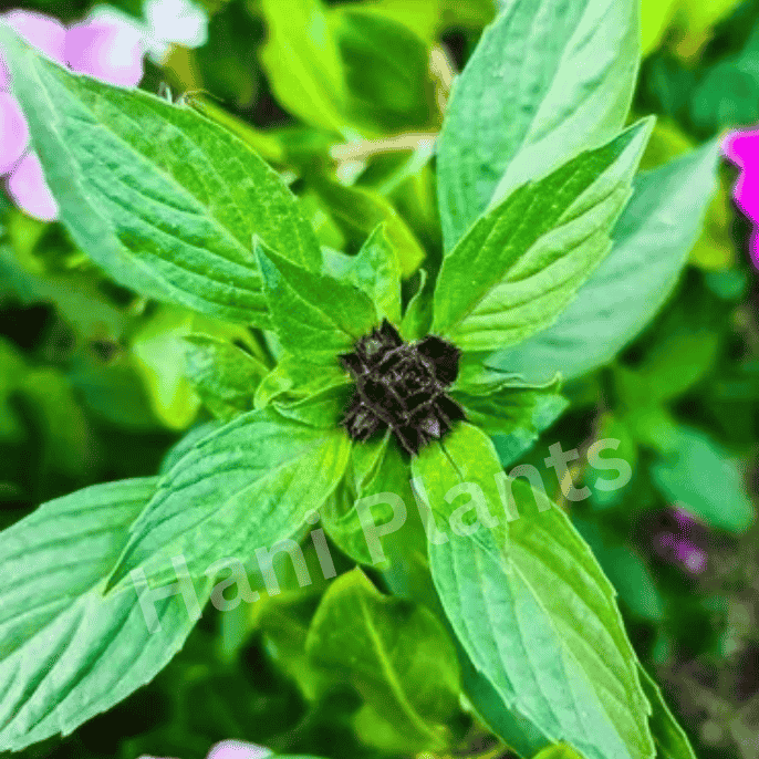 Healthy Niazbo plant (Sweet Basil) growing in a clay pot with fresh green leaves, perfect for home gardening and herbal use – available at HaniPlants.