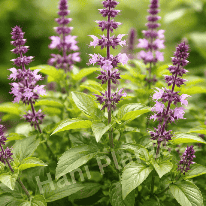 Niazbo plant (Sweet Basil) growing in a terracotta pot with fresh green leaves, ideal for home gardening and herbal use.