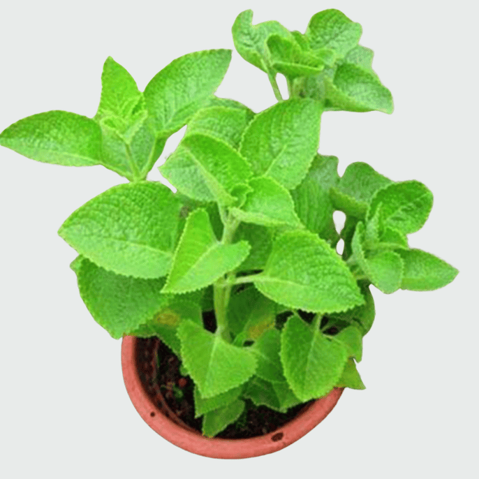 Ajwain plant growing in a pot in Pakistan with green aromatic leaves under natural sunlight.