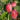 Aloo Bukhara (Plum) – Grafted Plant