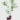 Aloo Bukhara (Plum) – Grafted Plant