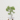Buy Akhrot (Walnut) Grafted Plant