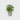 Buy Coffee Plant