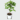 Buy Grapefruit grafted Plant