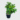 Buy Persimmon (japani phal) Grafted Plant