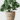 Buy a Real Monstera Plant in Pakistan