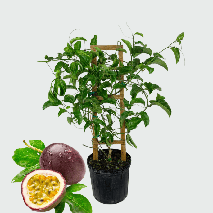 Passion fruit (پیشن فروٹ) with a purple outer skin and yellow juicy pulp filled with edible seeds, cut open and displayed fresh.