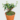 Strawberry guava Plant