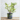 Turkish Anjeer Plant