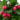 Karonda fruit Plant