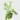 Karonda fruit Plant