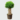 Braided Topiary Ficus Grill Bonsai