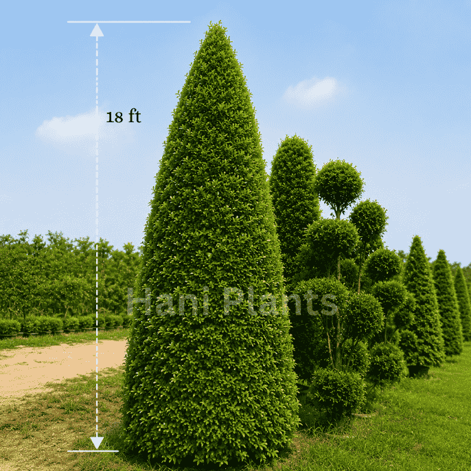 Cone Shape Ficus Plant Online in Pakistan