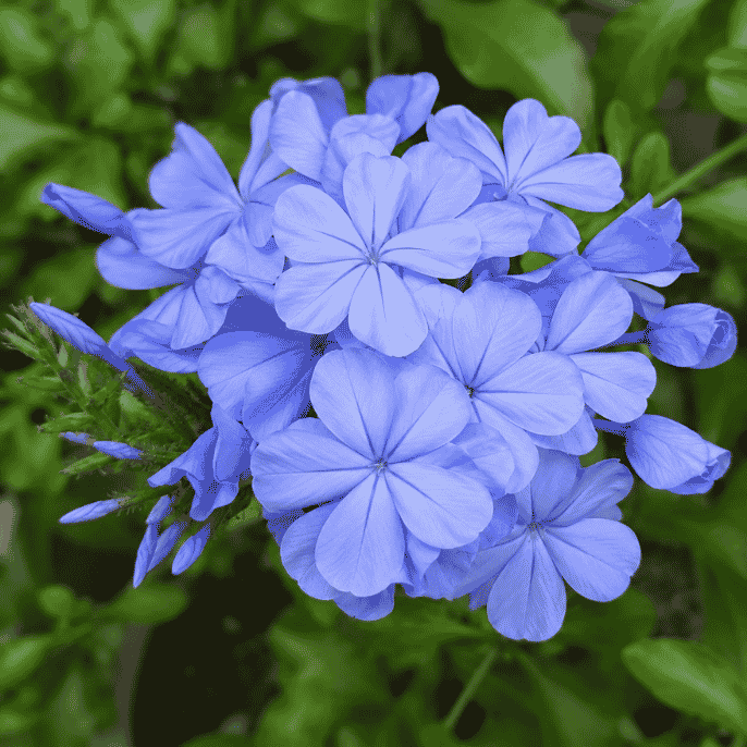 Plumbago Plant