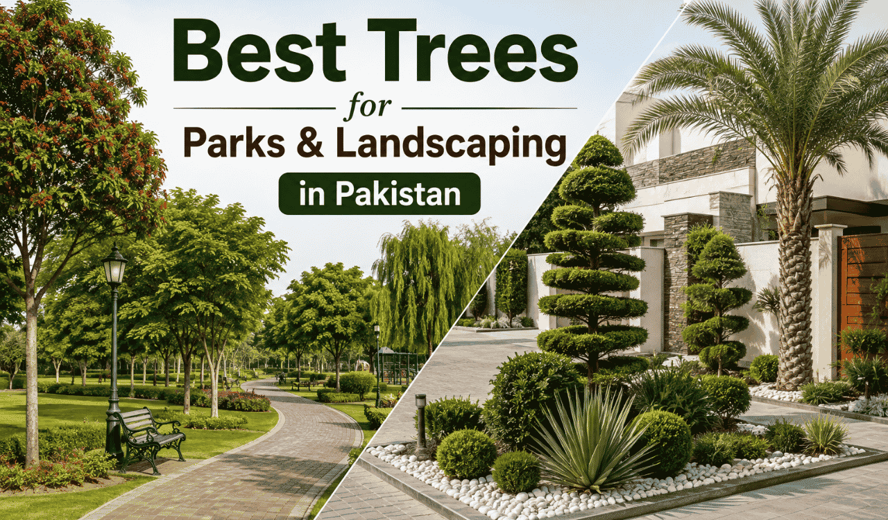 Trees For Parks & Lanscaping