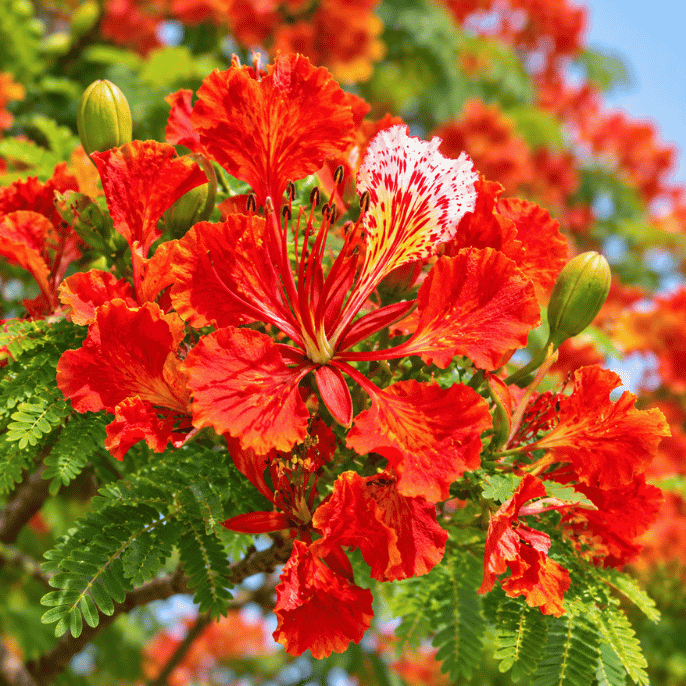 Gulmohar Plant: Buy Gulmohar plant online in Pakistan