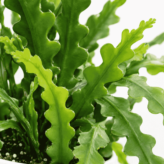 Fishbone Cactus Close-Up – Zigzag Stem Detail
