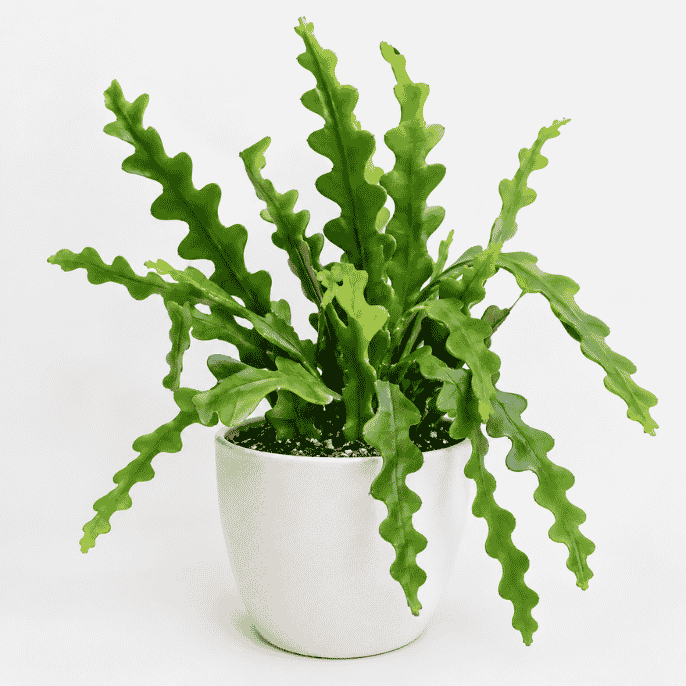 Fishbone Cactus (Ric Rac / ZigZag Cactus) in Terracotta Pot
